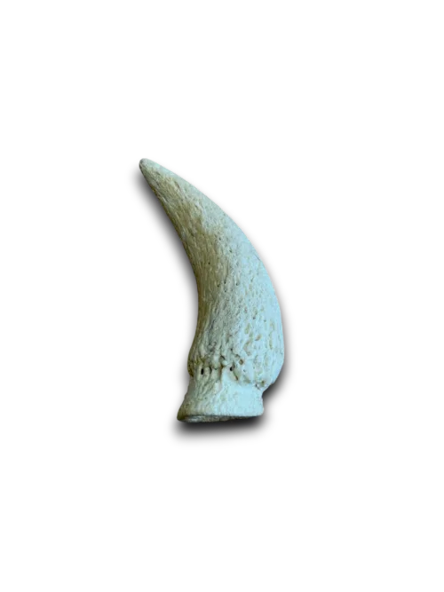 Cow marrow horn