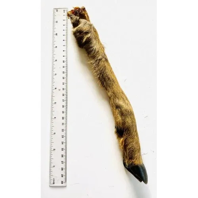 1 hairy roe deer leg