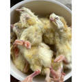 1 kg day old chicks
