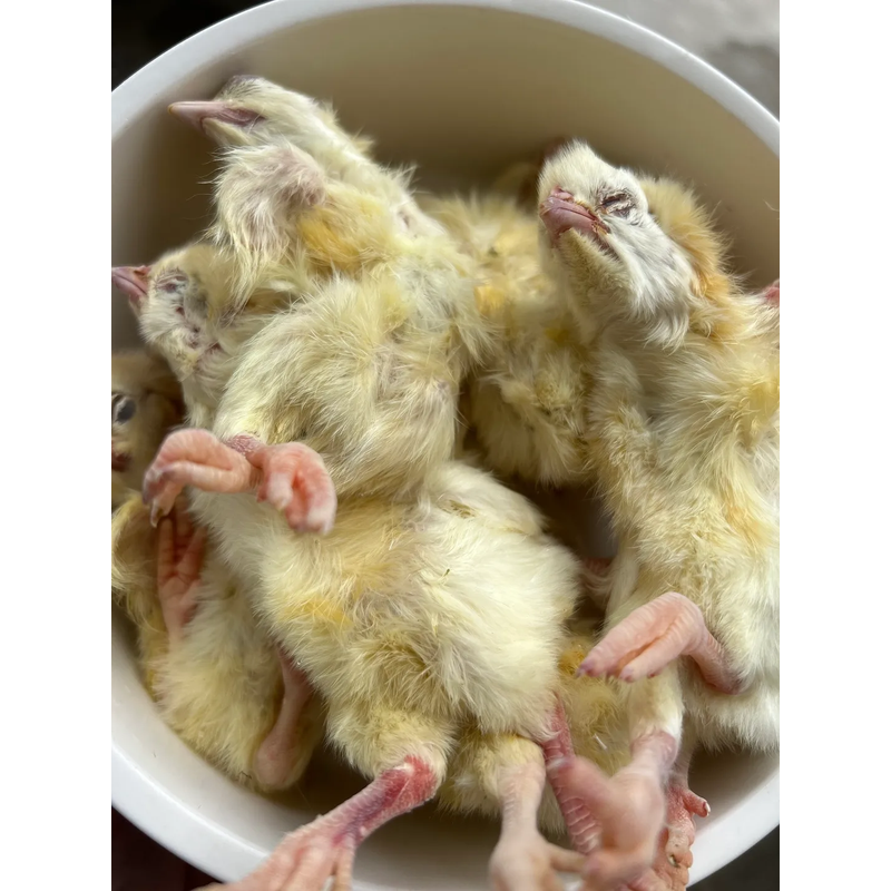 1 kg day old chicks