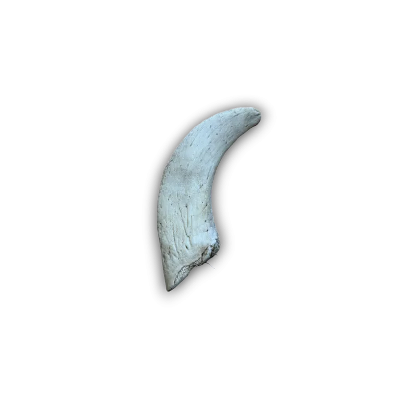 1 Lamb horn marrow