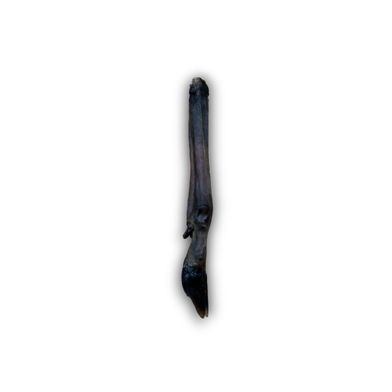 Hairless row deer leg